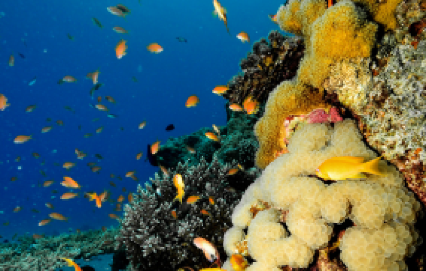 SOUND AND LIGHT SHOW WITH DINNER ON PYRAMIDS VIEW RESTAURANT ROOF