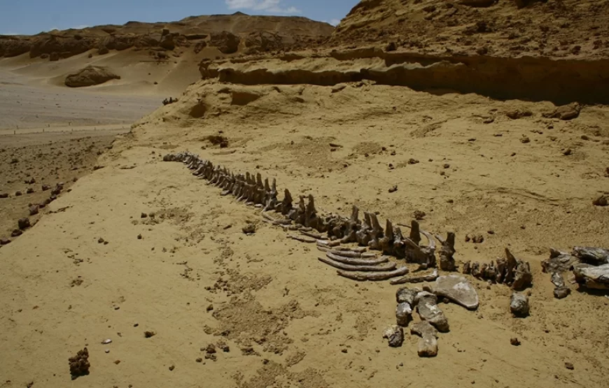 private day tour from Cairo to El Fayoum