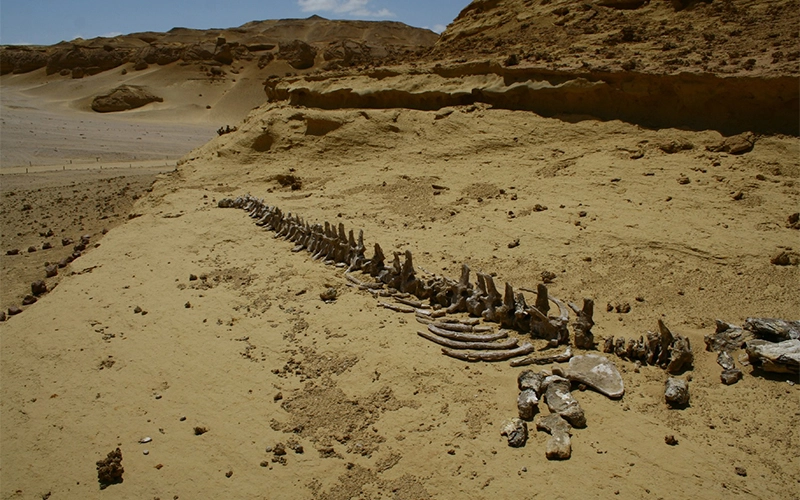 private day tour from Cairo to El Fayoum